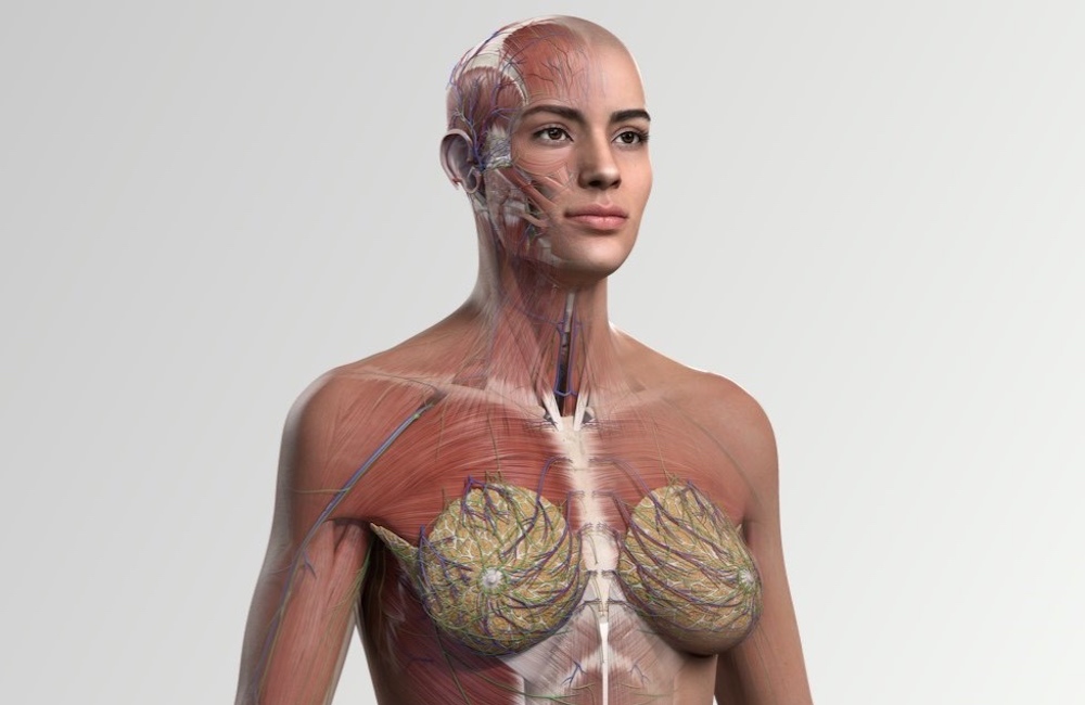 Elsevier Launches Complete Anatomy Full Female Model