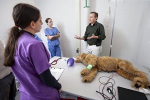 Cornell Simulated Pets